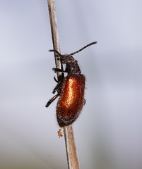 Metriolagria affinis