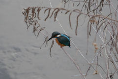 Alcedo atthis