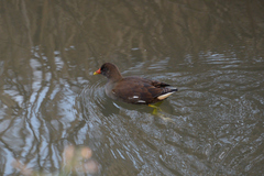 Gallinula chloropus