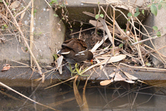 Gallinula chloropus