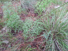 Psacalium decompositum