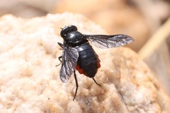 Philoliche rubramarginata