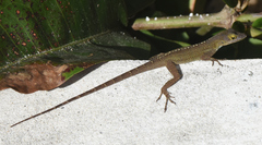 Anolis marmoratus