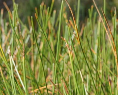 Eleocharis sphacelata