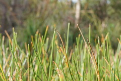 Eleocharis sphacelata