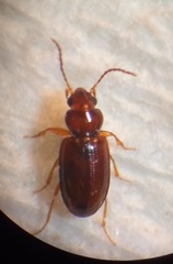Pericompsus australis