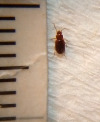 Pericompsus australis