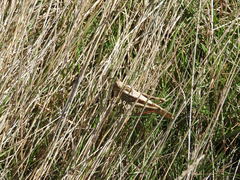 Locusta migratoria cinerascens