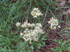 Psacalium decompositum