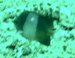 Hemitaurichthys zoster