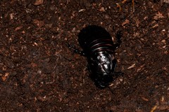 Panesthiinae