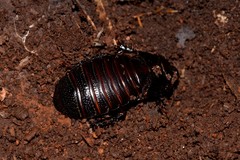 Panesthiinae