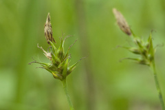 Carex longirostrata