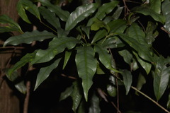 Beilschmiedia elliptica