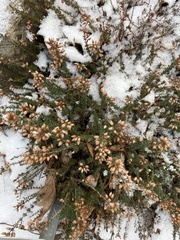Ericeae