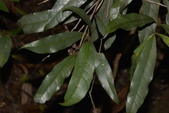 Beilschmiedia elliptica