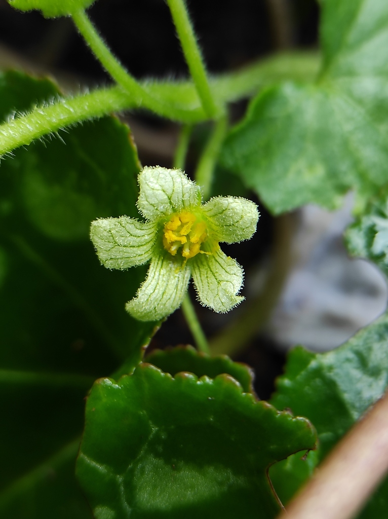 Bryonia syriaca