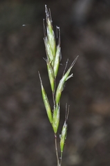 Helictochloa levis