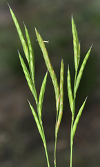 Brachypodium phoenicoides
