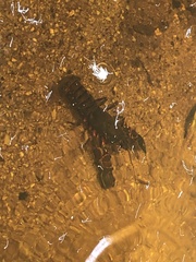 Euastacus