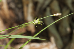 Carex longirostrata
