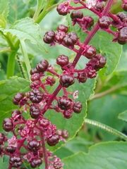 Phytolacca thyrsiflora