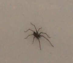 Eratigena