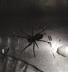 Corinnidae