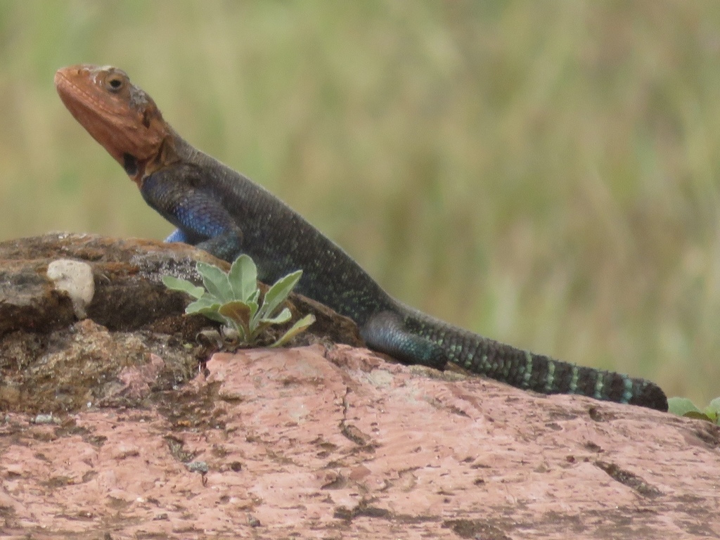 Kenyan Rock Agama from Laikipia, Rift Valley, KE on January 3, 2021 at ...