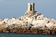 Phalacrocorax capensis