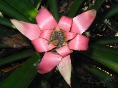 Canistrum cyathiforme