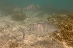 Caranginae