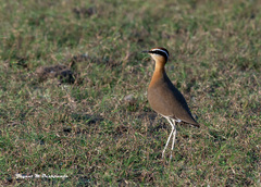 Cursorius coromandelicus