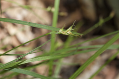 Carex longirostrata