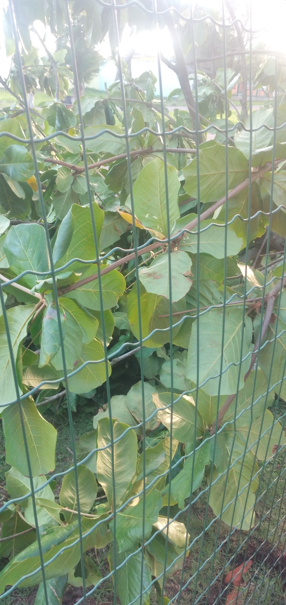 Terminalia catappa
