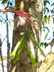 Billbergia distachia