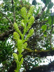 Vriesea hydrophora
