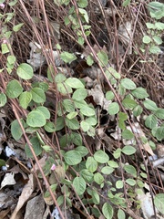 Magnoliopsida