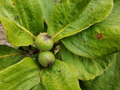 Tocoyena formosa