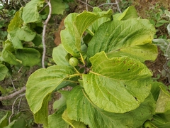 Tocoyena formosa