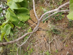 Tocoyena formosa