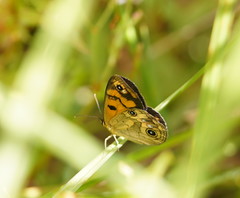 Heteronympha cordace