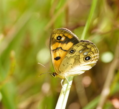 Heteronympha cordace