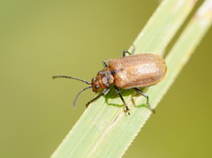 Galerucella placida
