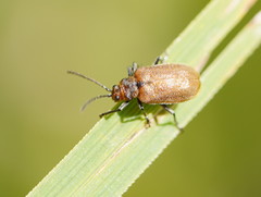 Galerucella placida