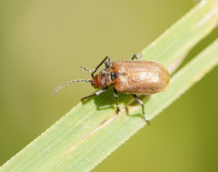 Galerucella placida