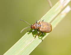 Galerucella placida