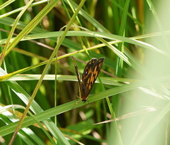 Heteronympha cordace