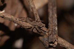 Ornodolomedes