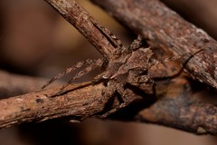 Ornodolomedes